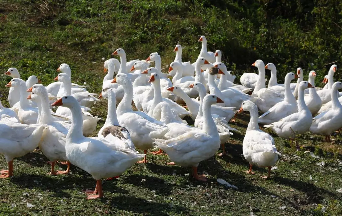 В Казахстане из привезенных из Башкирии яиц выведут гусят.