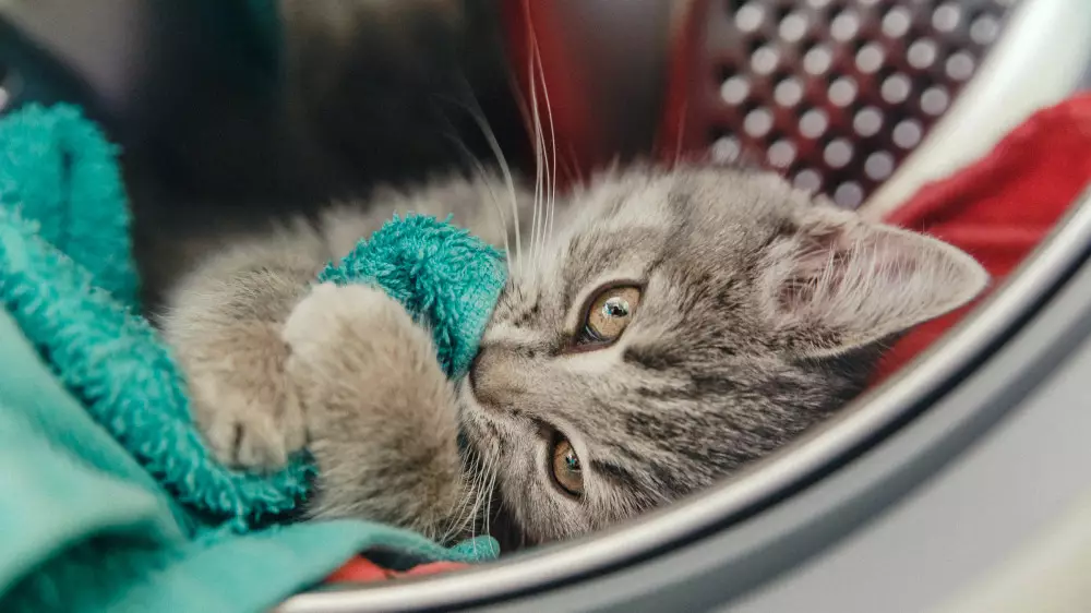 Жительницу Семея оштрафовали за смерть котёнка в стиральной машине