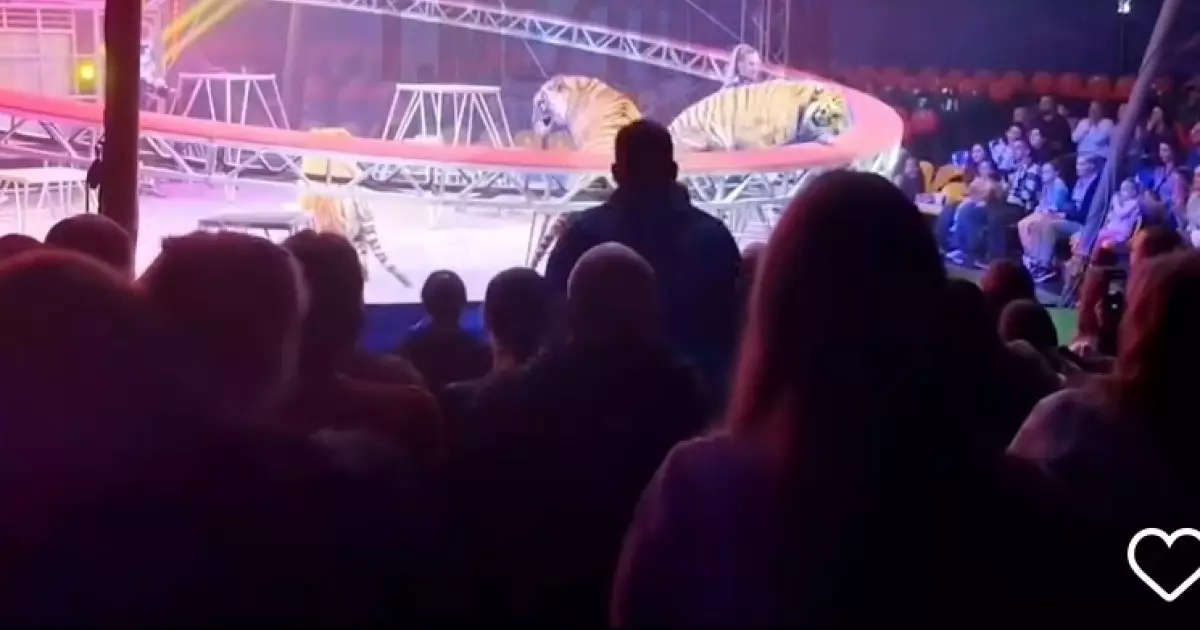  Желіде цирктегі арыстан көрерменге атылған жаға ұстатарлық кадрлар тарады (ВИДЕО) 