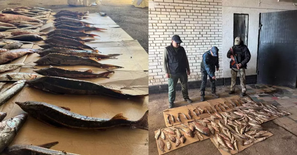  Батыс Қазақстанда 273 келі балық аулаған азамат ұсталды 