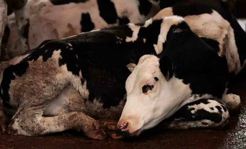 Соседи Казахстана заявили об угрозе нового типа ящура