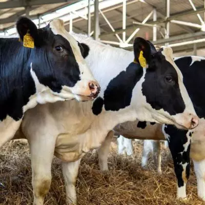 Полумиллиардный спор и гибель скота: агробизнес не поделил ответственность