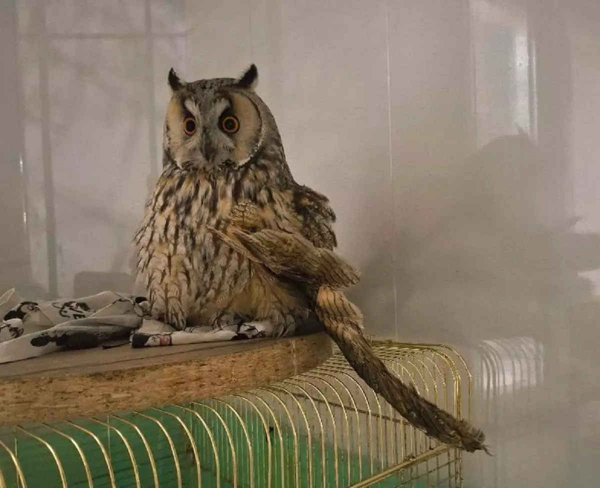 Сову из Уральска прооперировали в Мангистау после тяжелой травмы крыла
