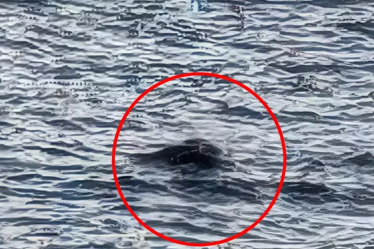 Снова всплыло “чудовище”: в Лох-Нессе зафиксировали два загадочных появления за неделю - новости на Lada.kz 21.04.2026