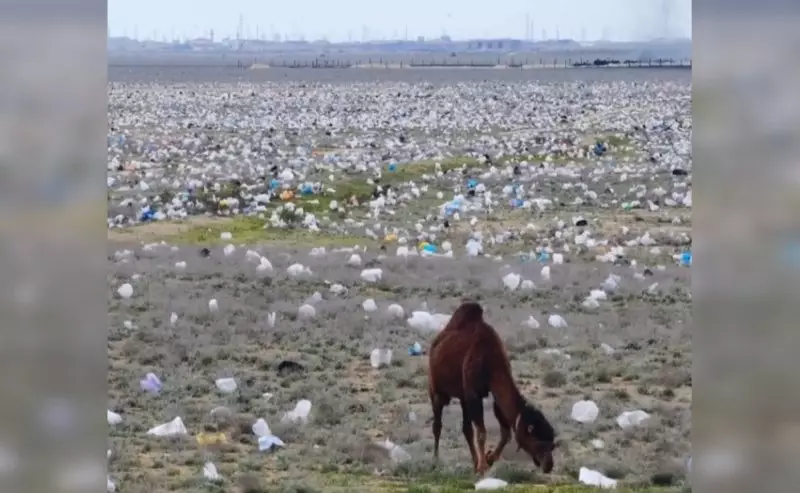 "К сожалению, это не ИИ": шокирующие кадры сняты в казахстанской степи