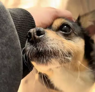 Проблема бездомных собак: каков мировой опыт и какой путь выберет Казахстан