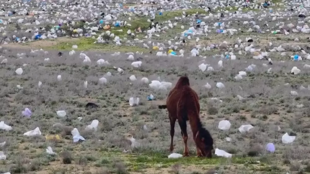 “Скажите, что это ИИ“ - усеянную мусором степь сняли на видео в Мангистау