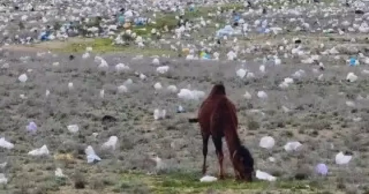  Маңғыстаудың даласы қоқысқа толып жатыр 