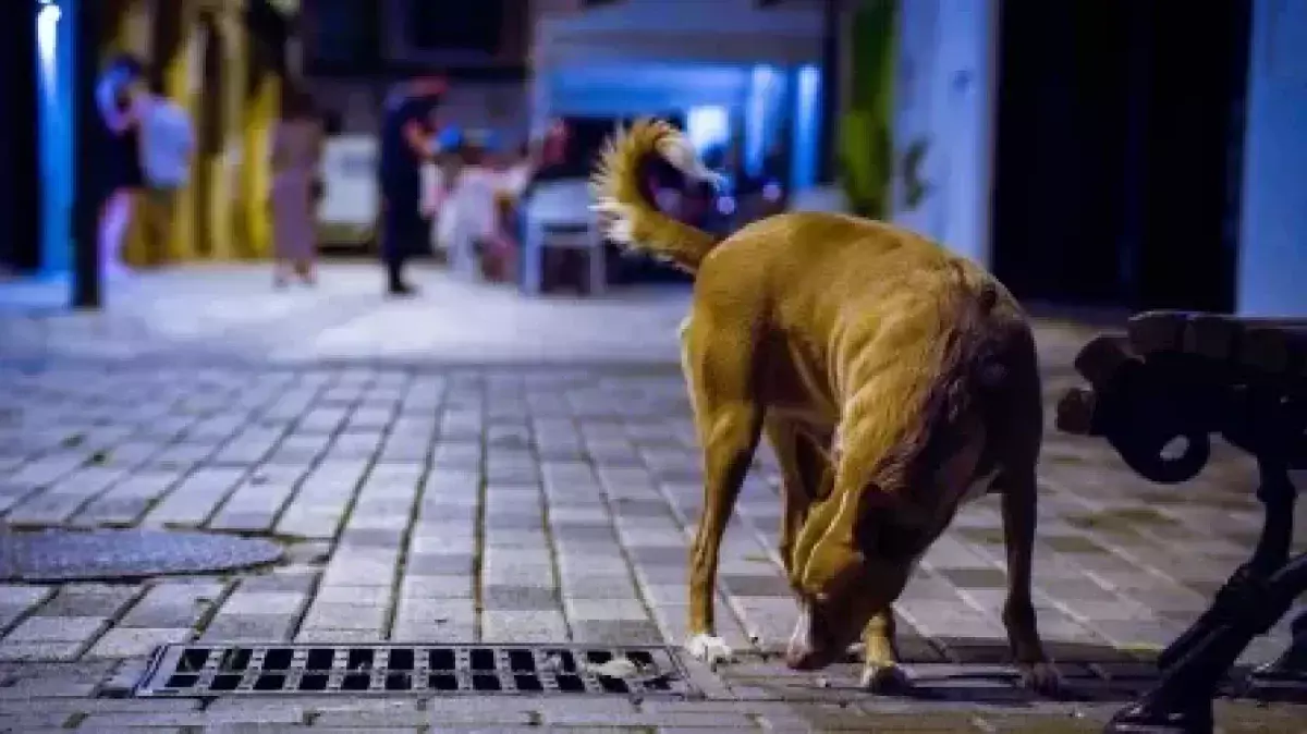 Закон об обращении с животными необходим для безопасности людей - депутат