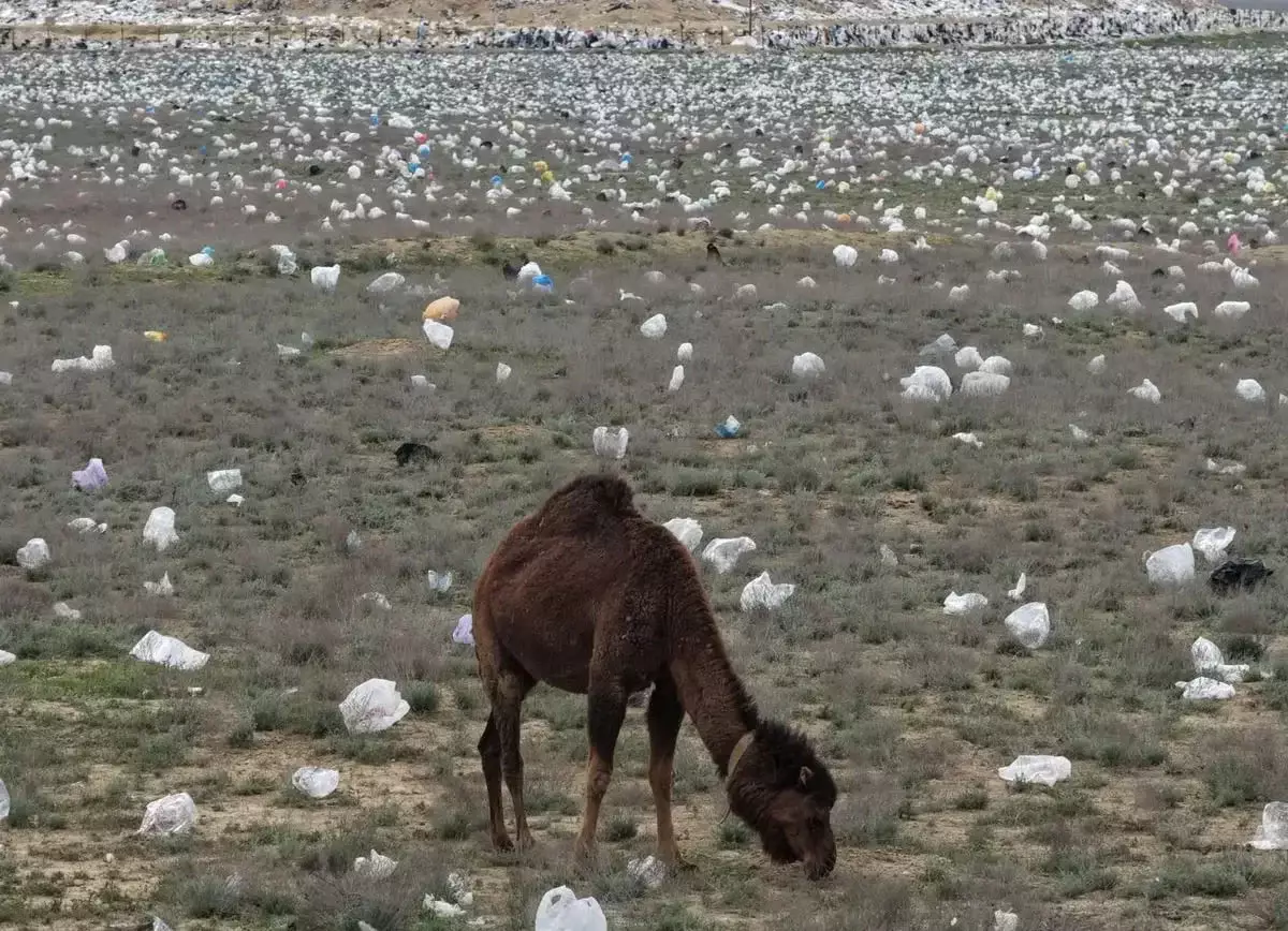 Власти Мангистау объяснили свалку посреди степи ветром и пожаром