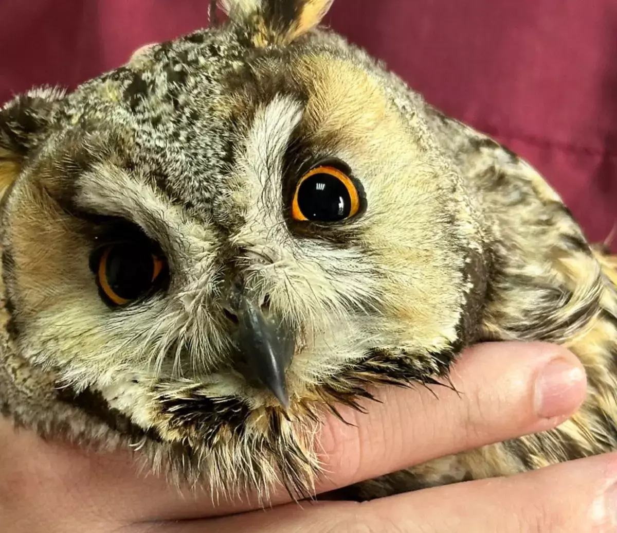 Ветеринары в Мангистау прооперировали сову с переломом крыла - новости на Lada.kz 21.04.2026