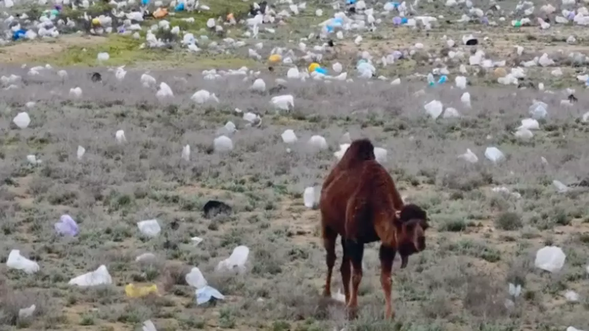 Маңғыстауда дала пластикке көмілді: видео резонанс тудырды
