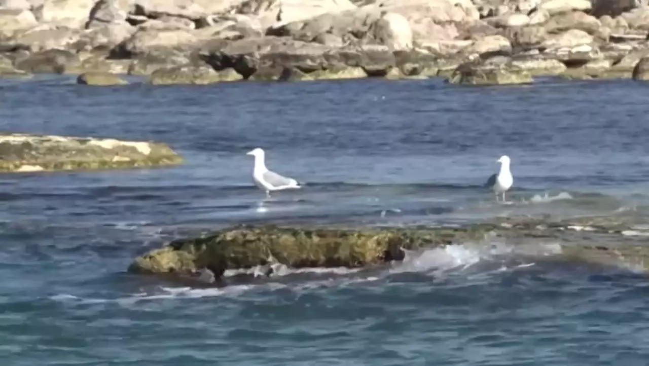 Что обсудят на Региональном экологическом саммите