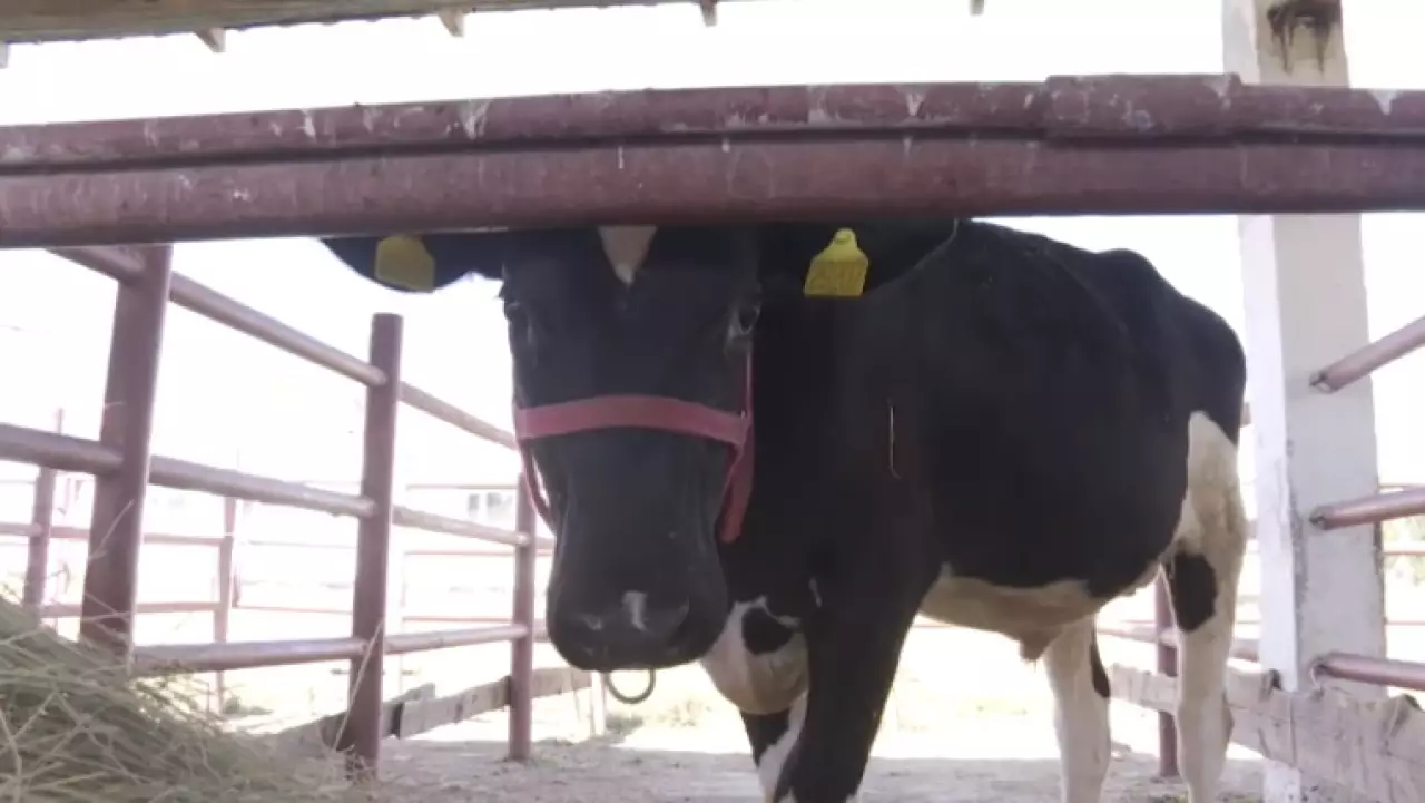 В Казахстане пересматривают систему господдержки АПК