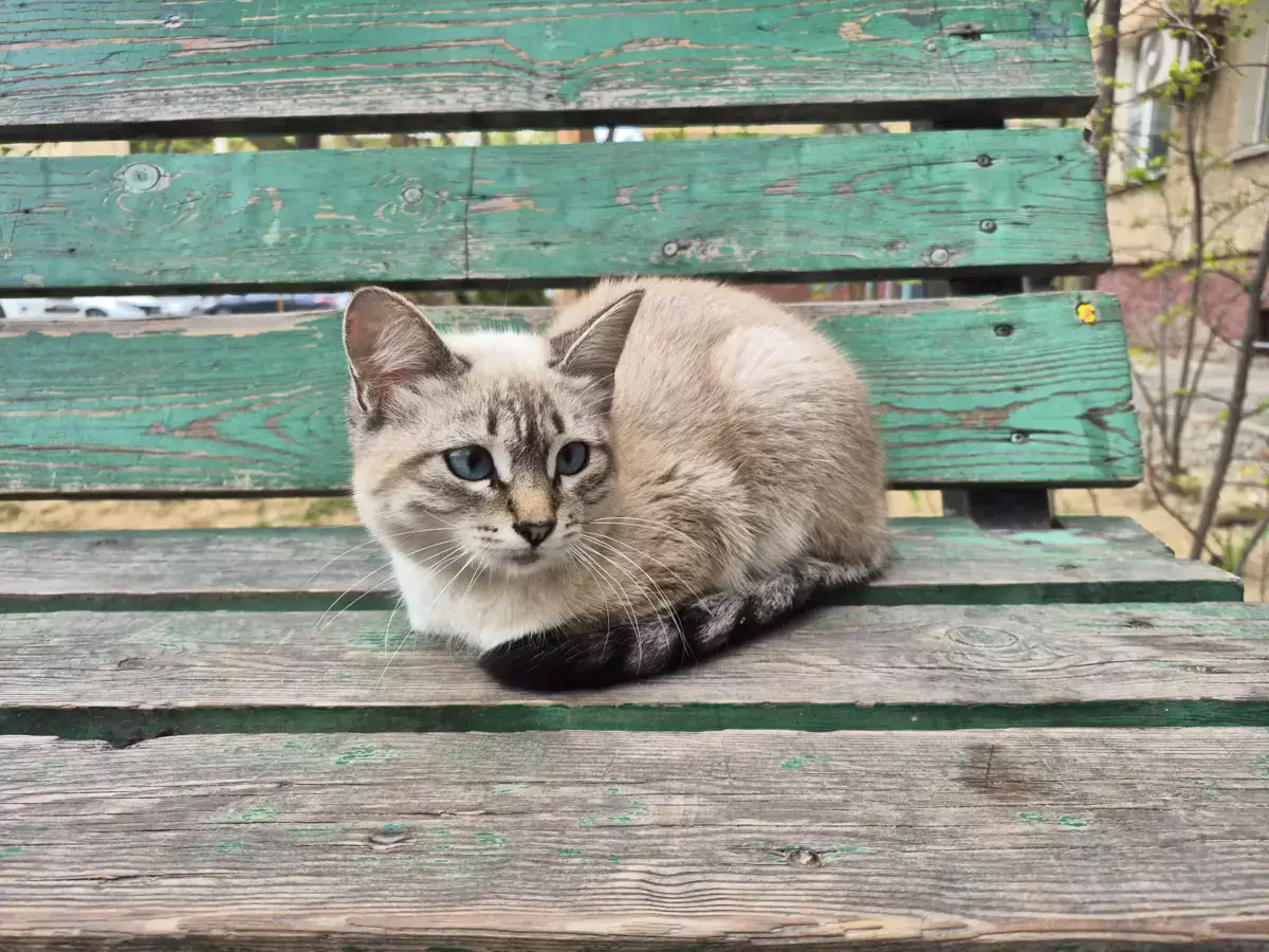 Кошечка (по виду породистая) ищет дом - новости на Lada.kz 21.04.2026