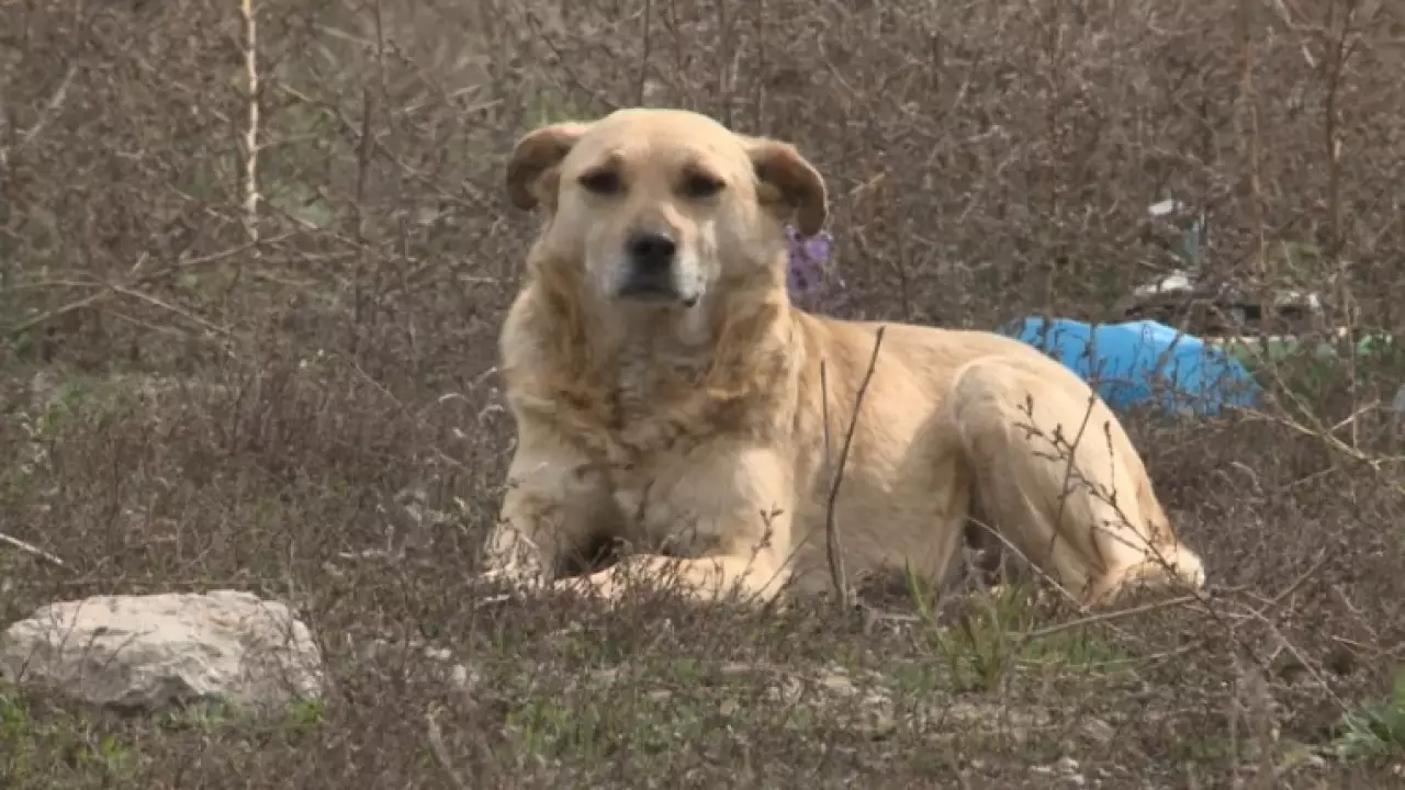 Растет число больных бруцеллезом бродячих собак
