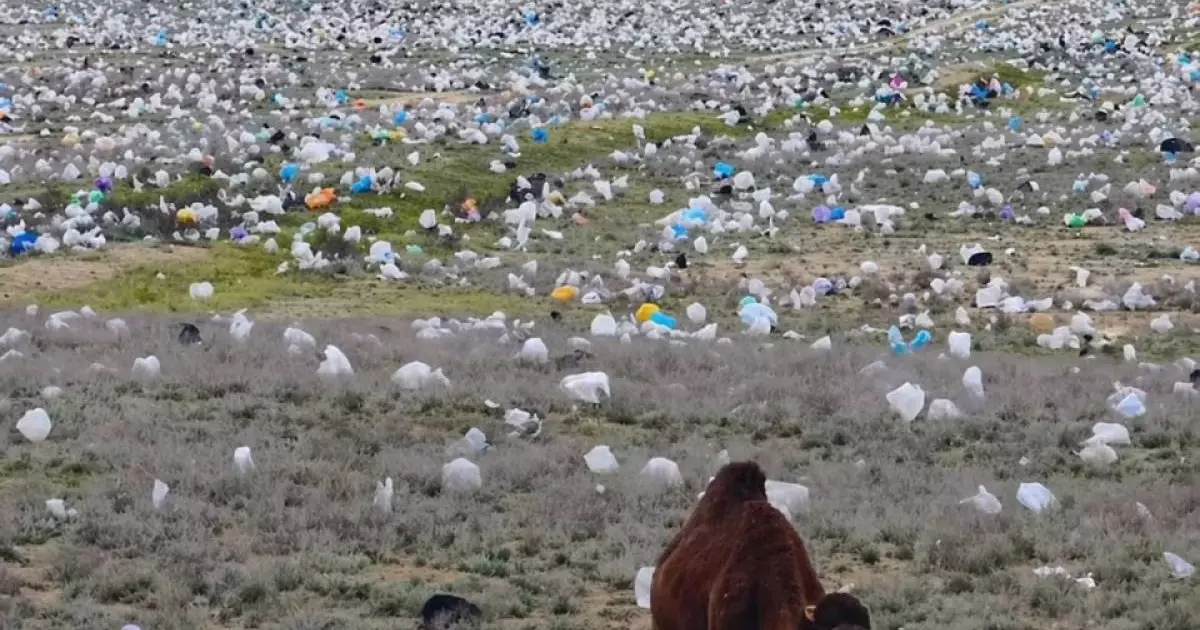  Верблюд в море пластика: видео из Мангистау вскрыло системный дефект программы «Таза Қазақстан» 