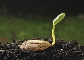 Казахстан запатентовал новые сорта зерновых и масличных культур для засушливого климата.