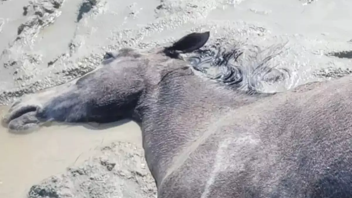 Маңғыстауда 100-ге жуық жылқы қырылды: Комиссия не дейді?