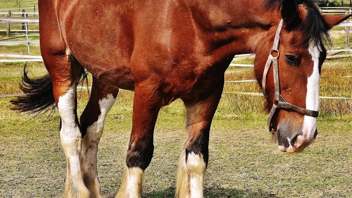 В Мангистауской области погибло около 100 лошадей: что говорит комиссия