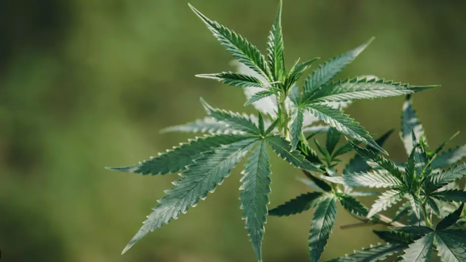 Житель Шахтинска заплатил штраф за хранение куста конопли