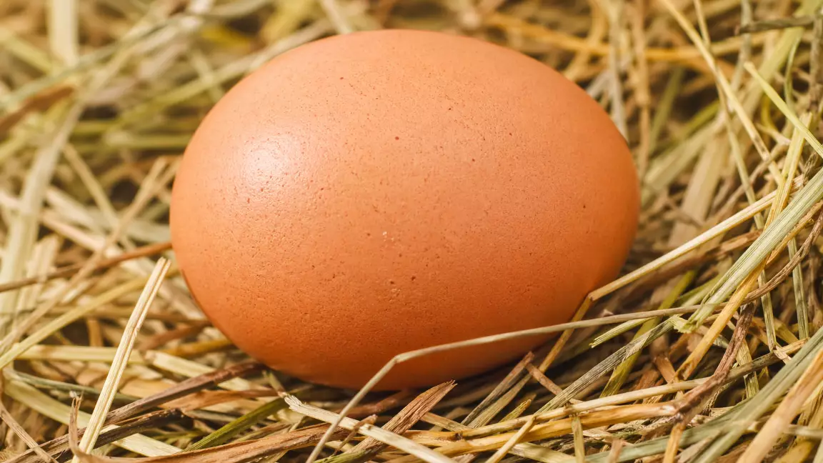 Қазақстанға тауық жұмыртқасын әкелуге жарты жылға тыйым салынды