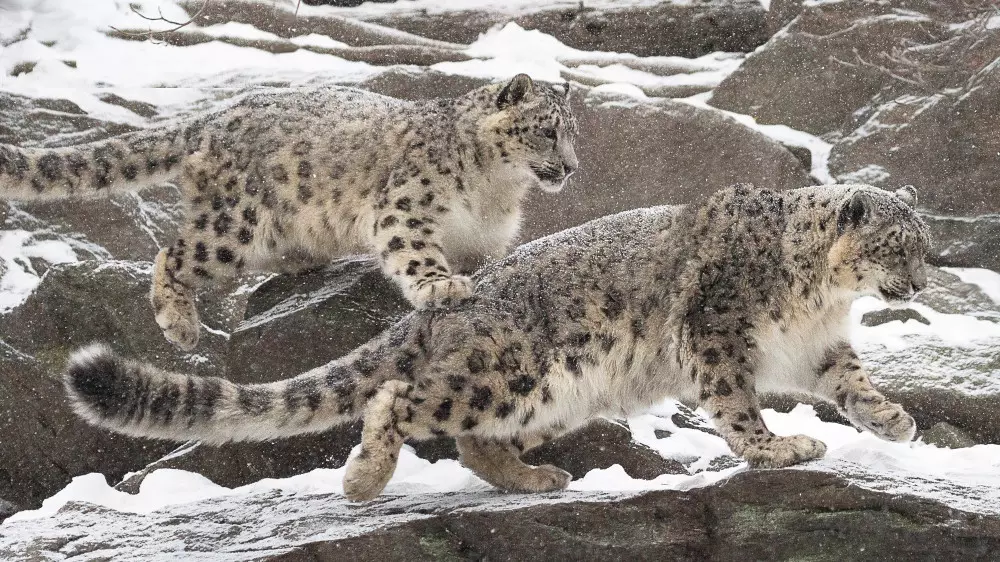 Барыстар, жолбарыстар және миллиардтаған ағаштар: Президент Қазақстанның табысты тәжірибесін бөлісті