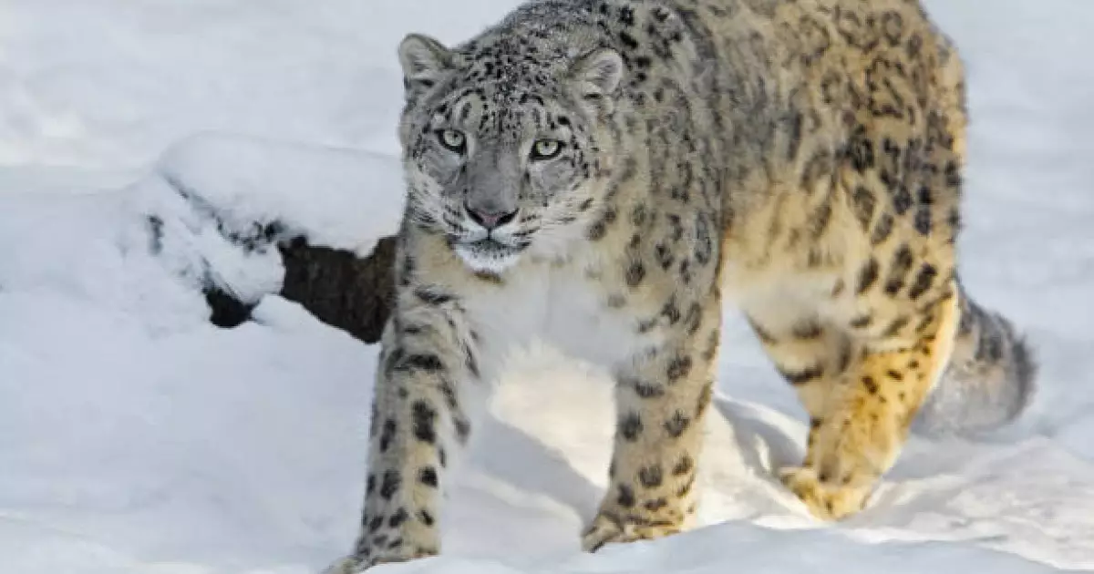  Қазақстандағы қар барысының саны екі есе ұлғайды – Президент 