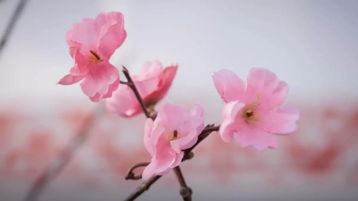 До 32 градусов  жары и сильные дожди: прогноз погоды на ближайшие дни