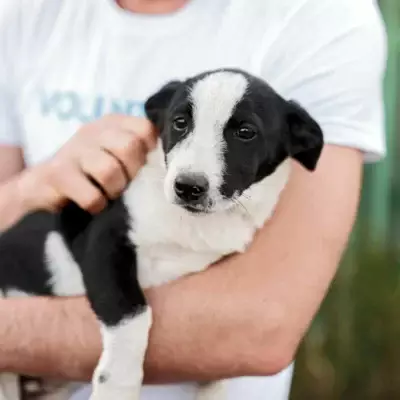 Собаки на улицах: безопасность людей под угрозой