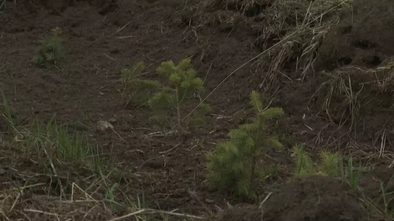 52 млн саженцев высадят в Алматинской области до 2027 года