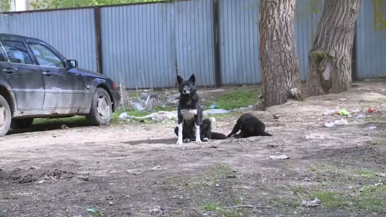 200 актюбинцев пострадали от укусов собак