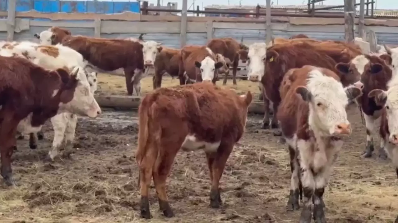 БҚО-да белгісіз індет киіктен малға жұғып жатыр
