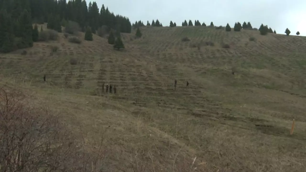 Алматы облысында 52 млн көшет егілді