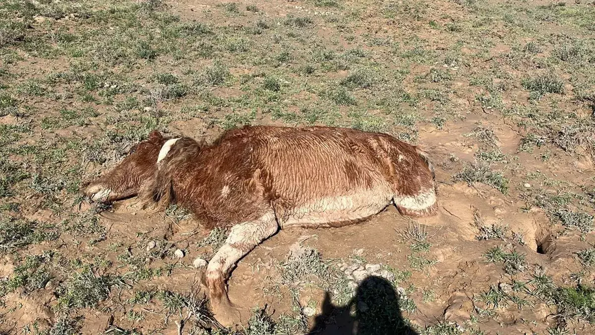 Фермеры Мангистау требуют компенсации: за два дня стихии погибли более 550 голов скота - новости на Lada.kz 22.04.2026