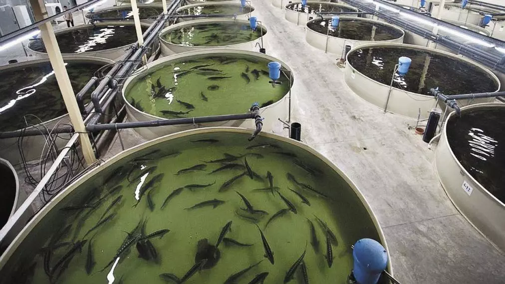 Производство есть, но не хватает: почему Казахстан по-прежнему зависит от импорта рыбы