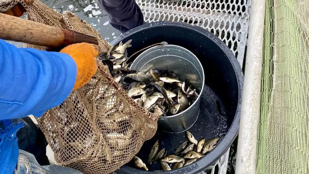 Өндіріс бар, бірақ жеткіліксіз: Қазақстан неге әлі балықты сырттан алады?