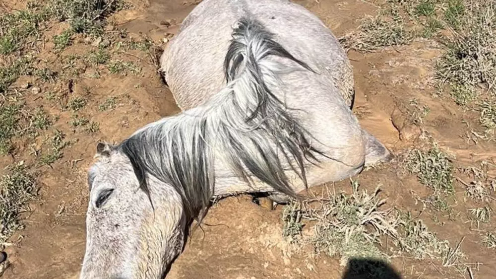 Сильные ливни погубили более 200 лошадей на западе Казахстана