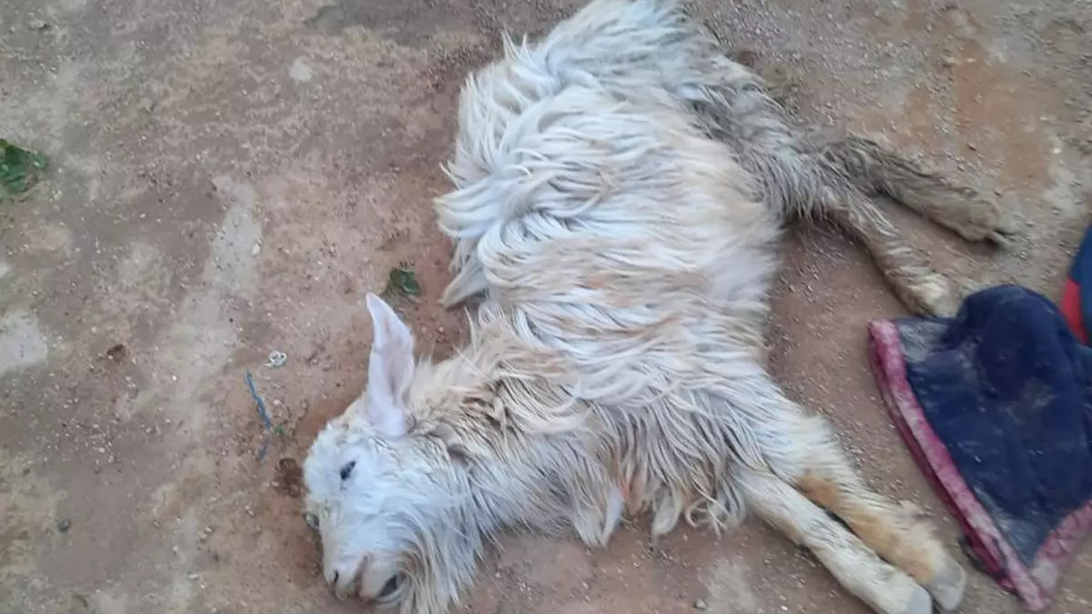 Фермеры Мангистау требуют компенсации после массового падежа скота