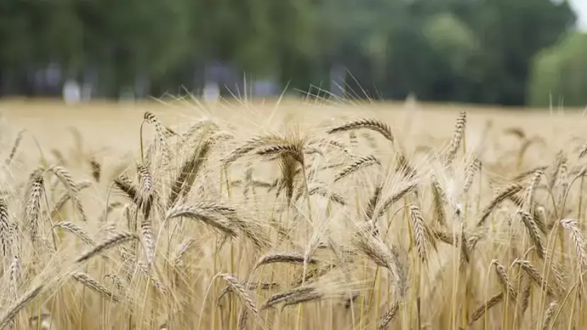 Ақмола облысында астықты терең өңдеу зауыты салынады