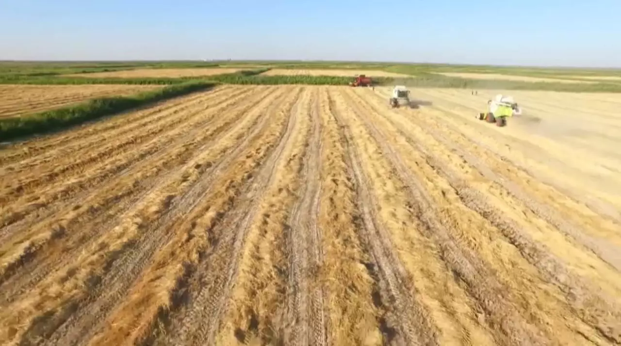 Завод по глубокой переработке зерна построят в Акмолинской области