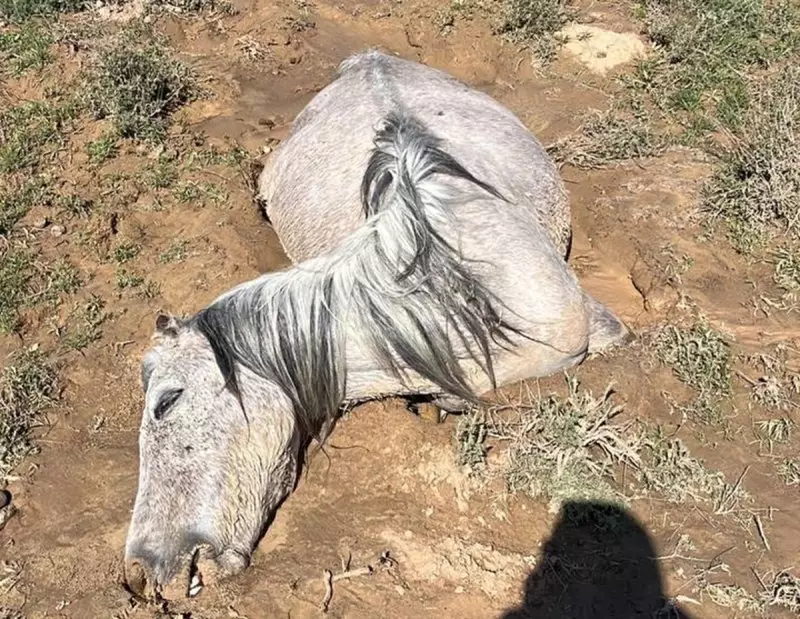 Массовая гибель лошадей: в Мангистау насчитали уже больше 550 павших животных