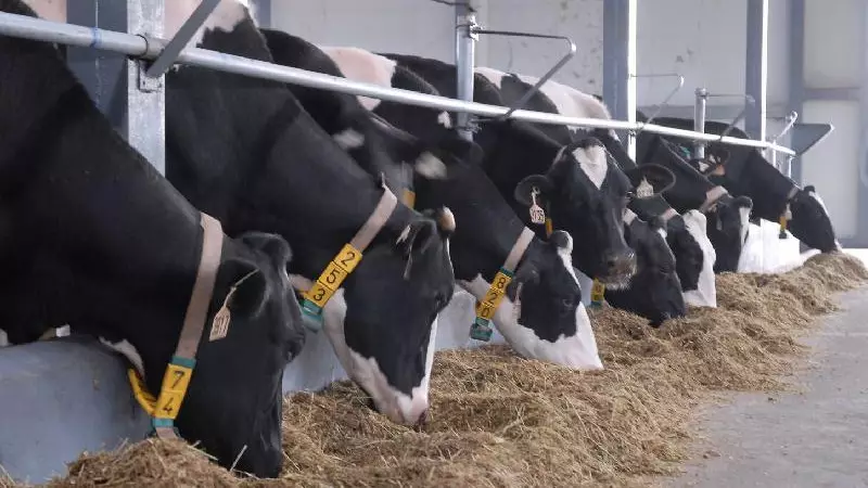 Руководитель КХ в области Абай обманул государство на 250 млн тенге