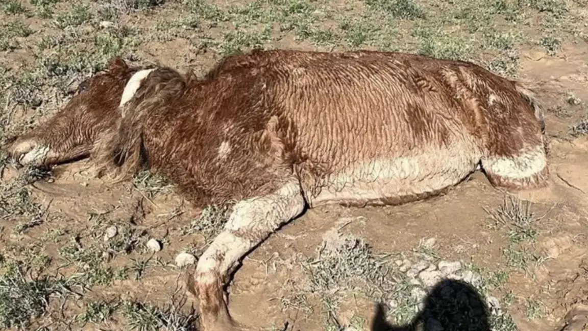 Маңғыстауда шаруалар өтемақы талап етіп отыр: екі күнде 550-ден аса мал қырылған