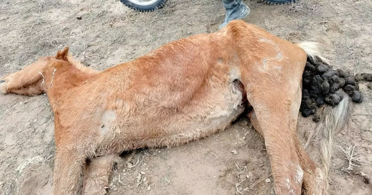  Маңғыстауда нөсер салдарынан 500-ден астам мал қырылды 