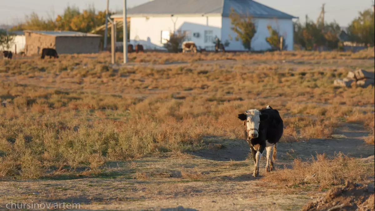 «Сиыр да, ақша да жоқ»: Жалған құжатпен 250 млн теңге несие алған ШҚ басшысы жауапқа тартылды