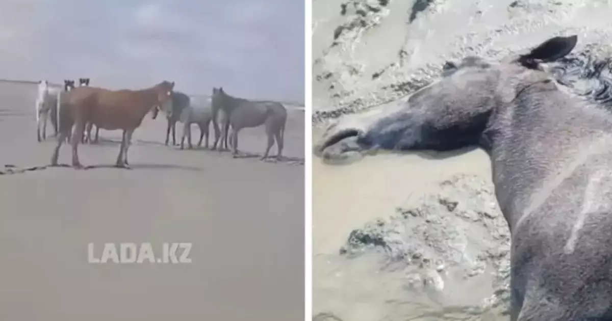  Маңғыстаулық фермерлер қырылған малға өтемақы талап етіп отыр 