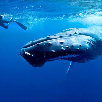 Увидеть кита живьём — и запомнить навсегда. 7 мест, куда реально долететь из Казахстана