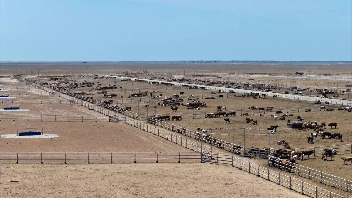 Түркістан облысында 50 мың басқа арналған ауқымды ферма салынып жатыр