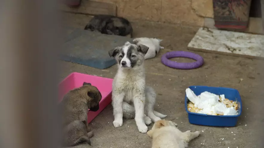 «Они едят через день»: как выживает крупнейший собачий приют Астаны